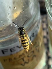 Vespula germanica