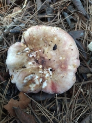 Russula torulosa