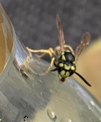 Vespula germanica