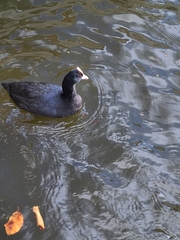 Fulica atra