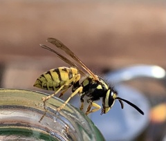 Vespula germanica