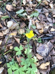Ranunculus propinquus subborealis