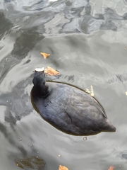Fulica atra