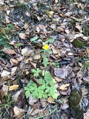 Ranunculus propinquus subborealis