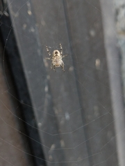 Araneinae