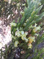 Erica lutea