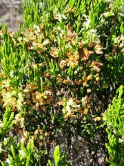 Erica lutea