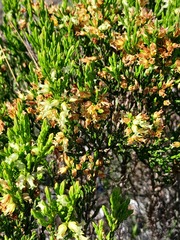 Erica lutea
