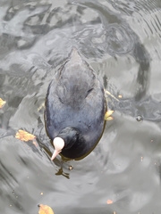 Fulica atra