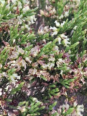 Erica lutea