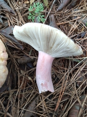 Russula torulosa