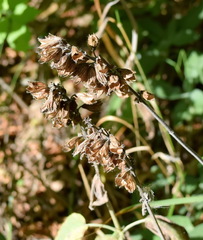 Salvia tomentosa