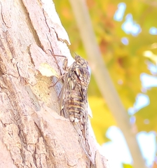 Cicada mordoganensis