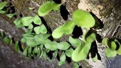 Pyrrosia