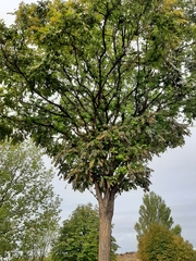 Robinia pseudoacacia