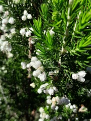 Erica triflora
