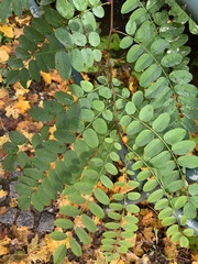 Robinia pseudoacacia