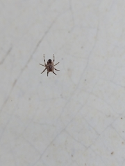 Araneinae