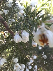 Erica triflora