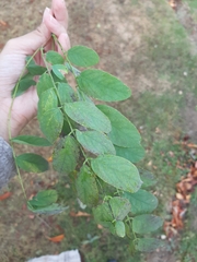 Robinia pseudoacacia