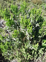 Erica triflora