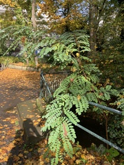 Robinia pseudoacacia