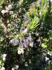 Erica triflora