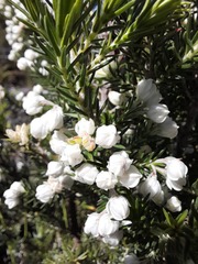 Erica triflora
