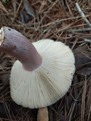 Russula torulosa