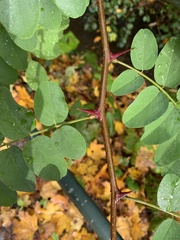 Robinia pseudoacacia