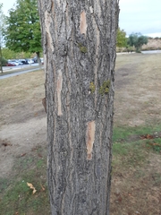 Robinia pseudoacacia