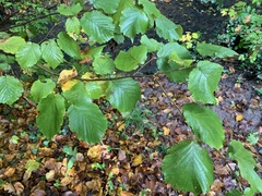 Corylus avellana