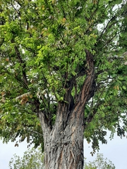 Robinia pseudoacacia