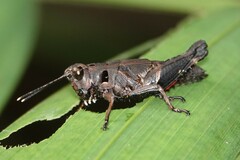 Traulia azureipennis