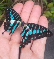 Graphium antheus