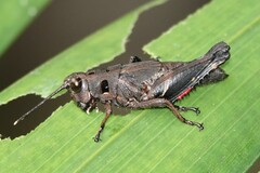 Traulia azureipennis