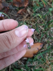 Verbena officinalis