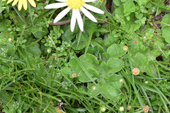 Arctotheca prostrata