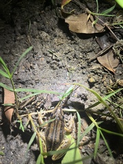 Litoria nasuta