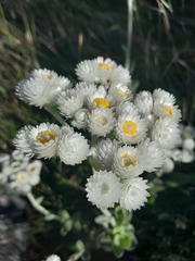 Helichrysum fruticans