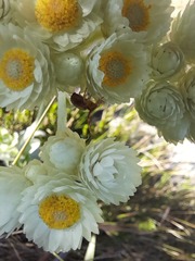 Helichrysum fruticans
