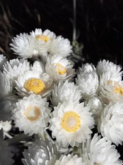 Helichrysum fruticans
