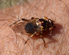 Hippoboscidae