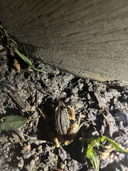 Litoria nasuta