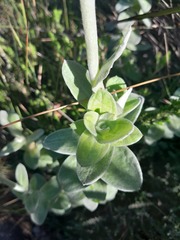 Helichrysum fruticans