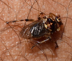 Hippoboscidae
