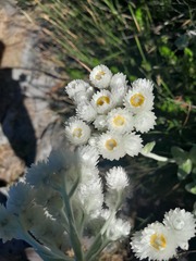 Helichrysum fruticans