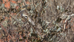 Diporiphora winneckei