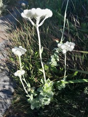 Helichrysum fruticans