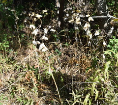 Smyrnium perfoliatum